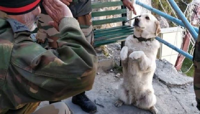 Photo of senior officer returning dog salute goes viral