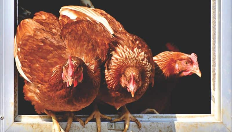 Coronavirus: Chicken, egg market down