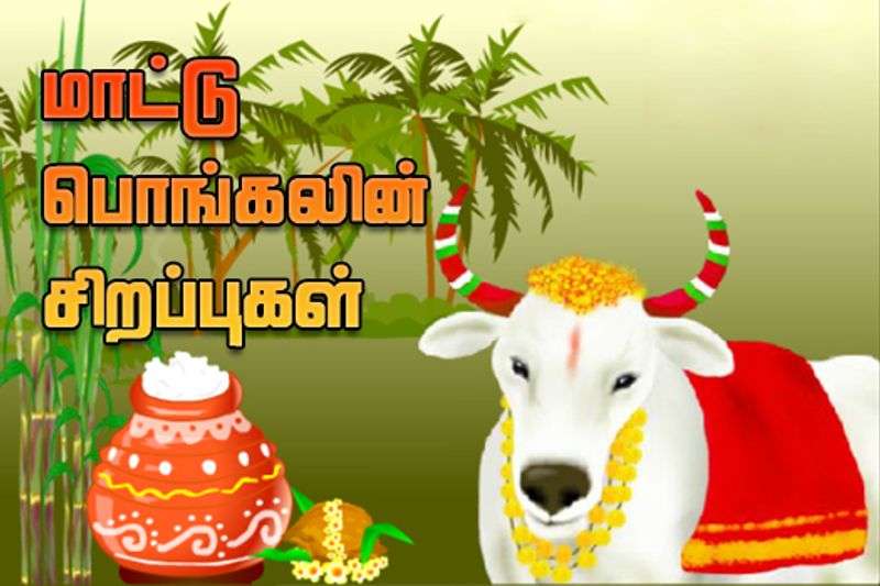 Mattu Pongal 2024: History And Significance Of Festival Celebrated In Tamil Nadu in Tamil Rya