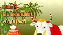 Mattu Pongal 2024: History And Significance Of Festival Celebrated In Tamil Nadu in Tamil Rya