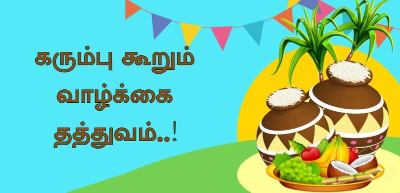 Tamil Pongal Festival Highlights of Sugarcane Video