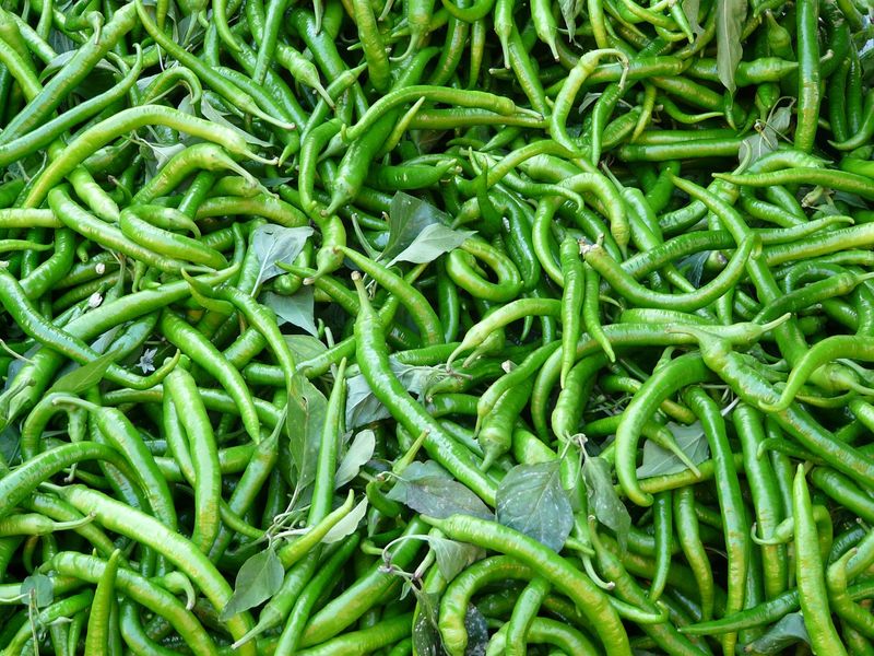 Farmer Did Destroy the crop of chilli in Haveri due to LockDown