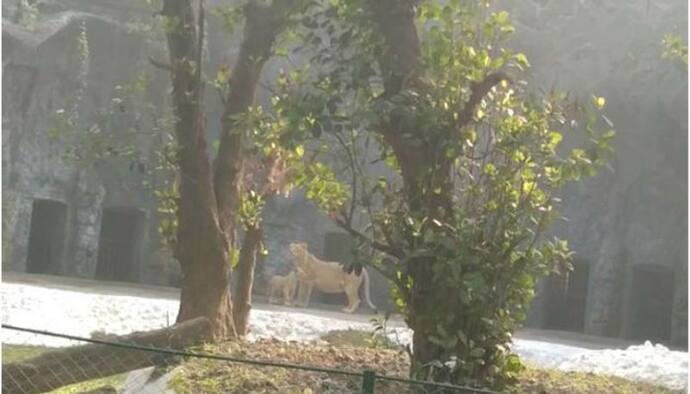 চিড়িয়াখানায় আরও এক হিংস্র প্রাণী, বড়দিনের আগেই তিনটি নতুন আকর্ষণ