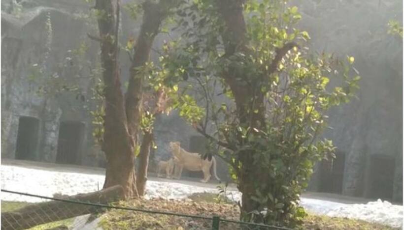 2 workers electrocuted while putting up hoarding at Alipore Zoo