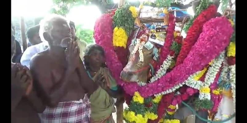 jallikattu bull died - village people's final respect that bull at Madurai