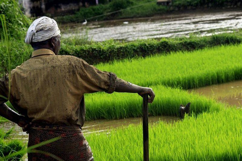 Farmers Get Support Price For Paddy in Shivamogga