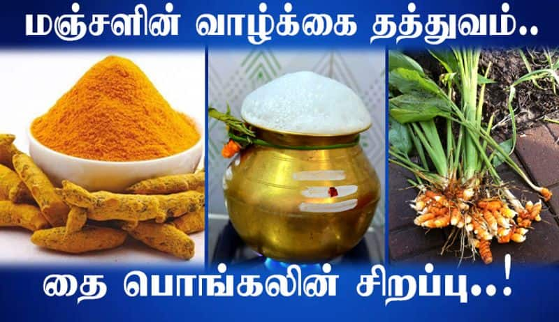 Turmeric philosophy For  Life  special Thing in pongal festival