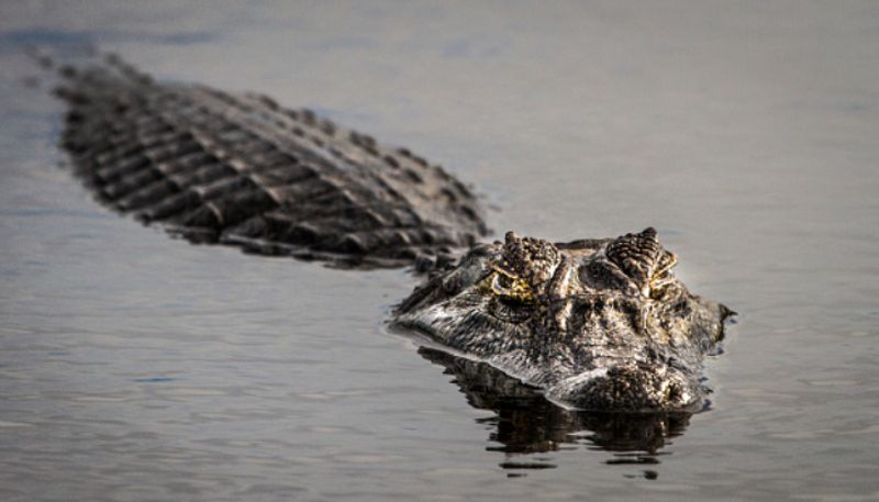 Crocodile Attack on Buffalo Video Goes on Viral grg