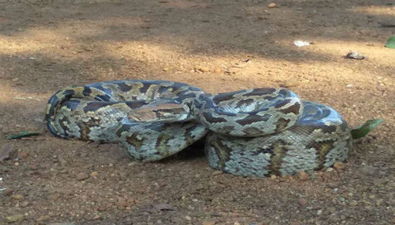 python entered in a farmland