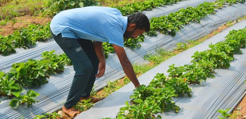 Contractor from Kalaghatgi profits from strawberry