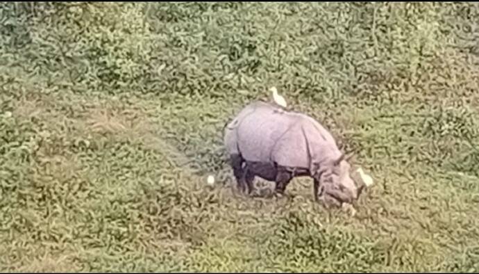 গরুমারা অভয়ারণ্যে ফের গণ্ডারের মৃত্যু, তদন্তের দাবি পরিবেশপ্রেমীদের