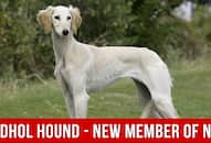 Mudhol Hounds To Be Inducted In NSG