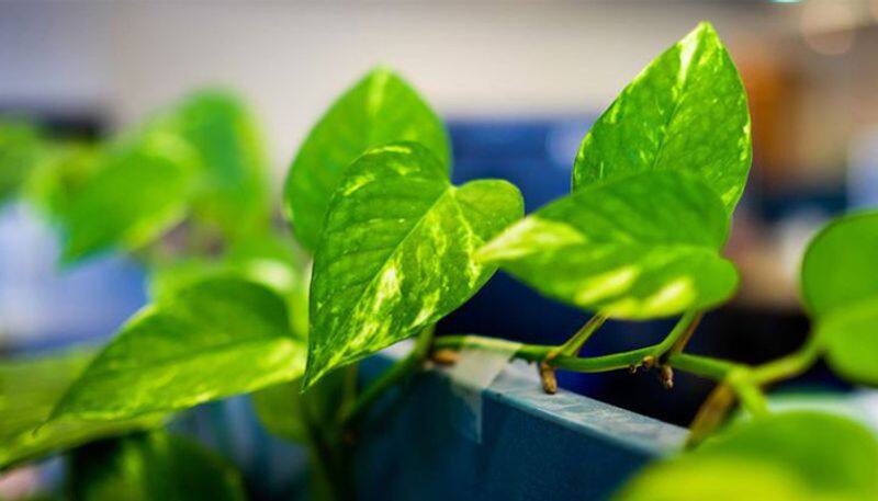 Money plant in your home follow these rules to have luck