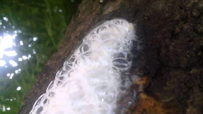 White Liquid Comes Out Of Neem Tree in Humanabad in Bidar District