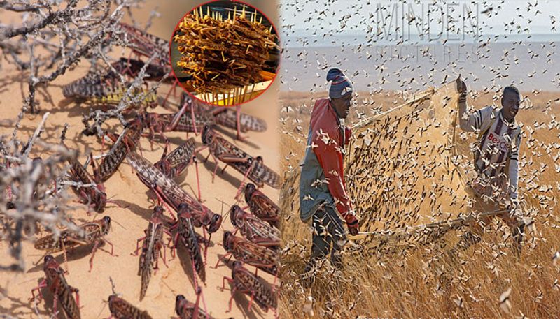 Massive locust invasion threatens Gujarat farmers