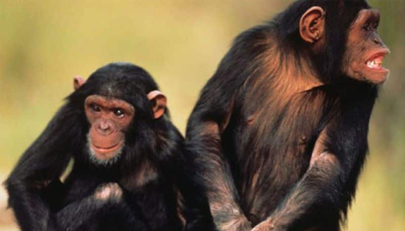 two chimpanzees performed duo dance and study reveals dancing skill in human related to this