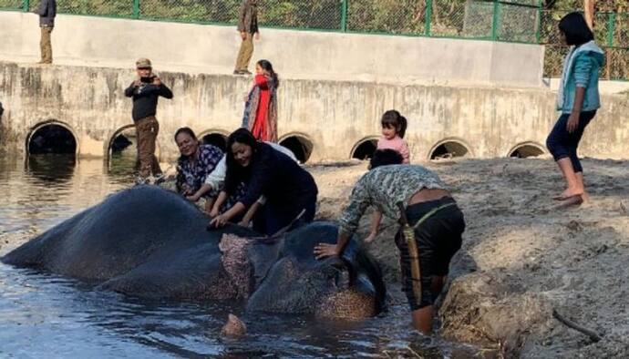 পর্যটক টানতে নতুন উদ্য়োগ,হাতিকে  স্নান করানোর সুযোগ সাফারি পার্কে