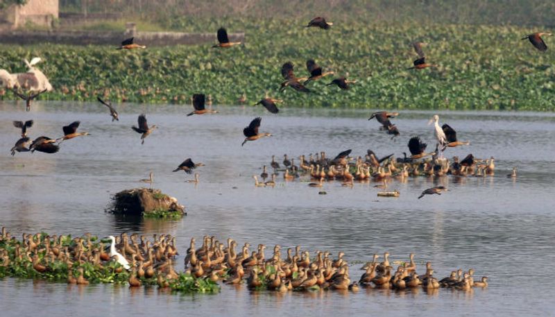 Artificial Island Construction for Birds in Bonal Lake in Yadgir District