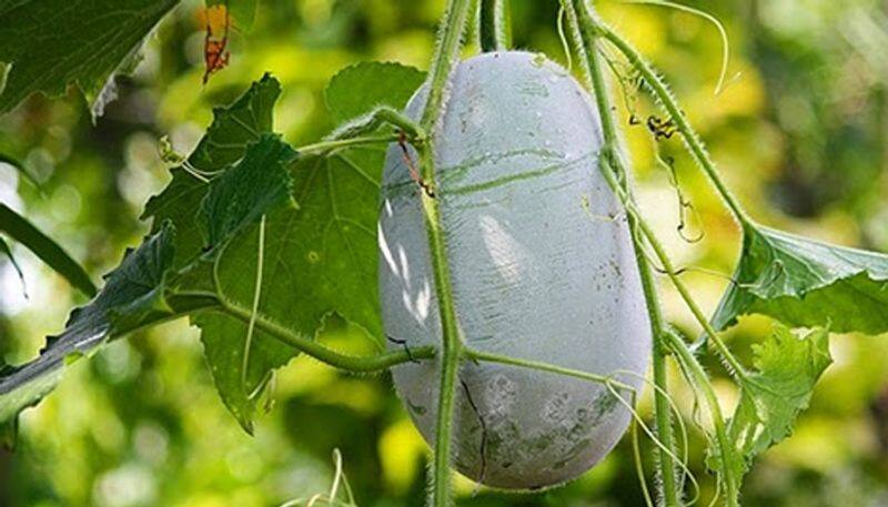 health benefits wax gourd in tamil 