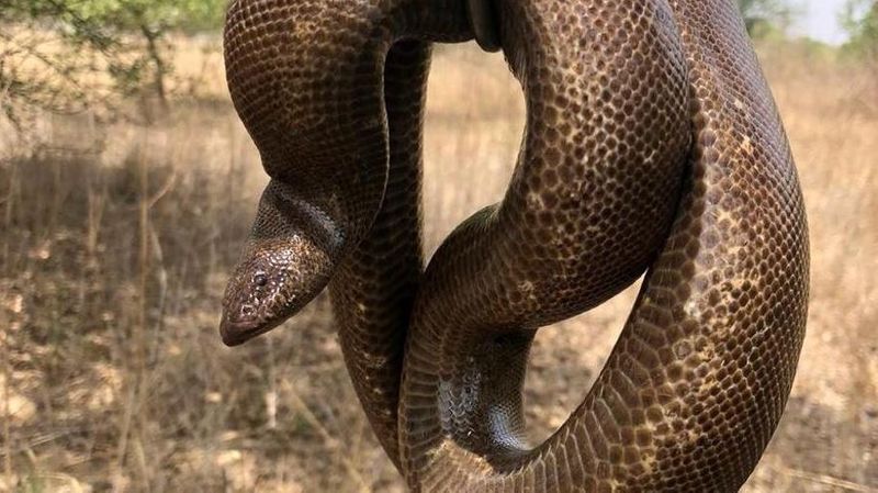 Red Sand Boa Snake Worth Rs 1.25 Crore Rescued In Madhya Pradesh