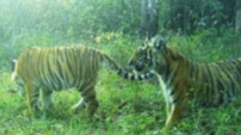 two tigers Captured on Camera in Bandipur