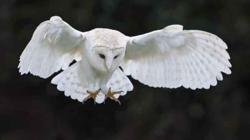 rare white owl saved in udupi