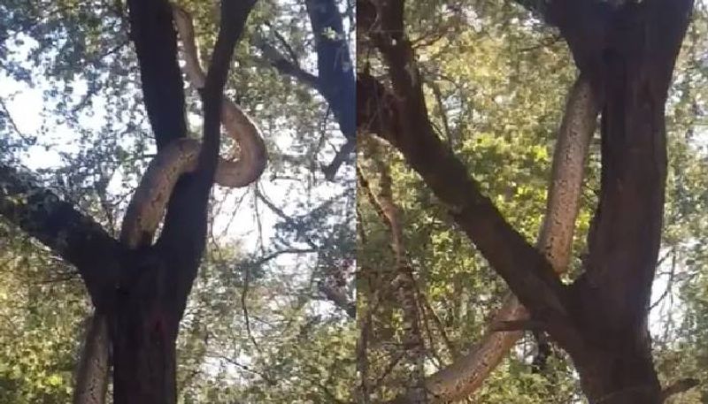 snake slithers on tree in Karnataka video goes viral