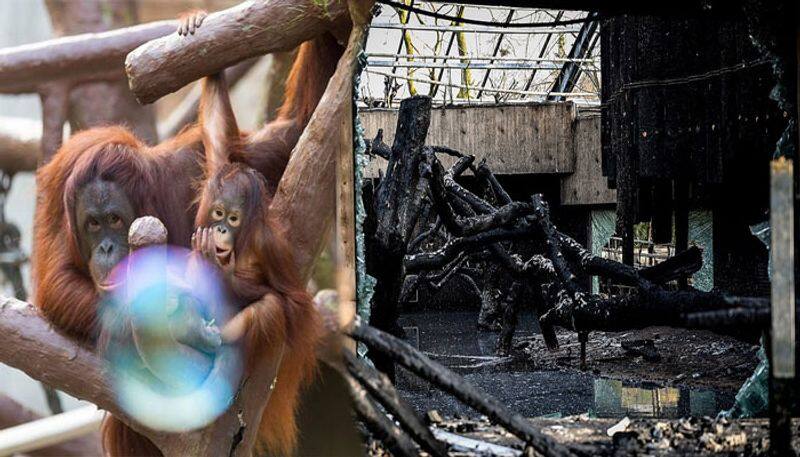 Chimpanzees, gorillas and orangutans killed in fire at Krefeld Zoo in Germany