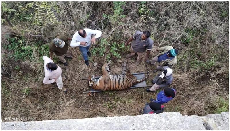 Female Tiger attacked and killed by Male tiger; video