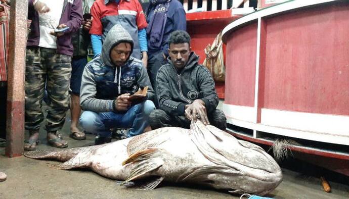 জালে ধরা পড়ল ৭০ কেজির কই ভোলা, বাজারে দাম উঠল ৫০ হাজার