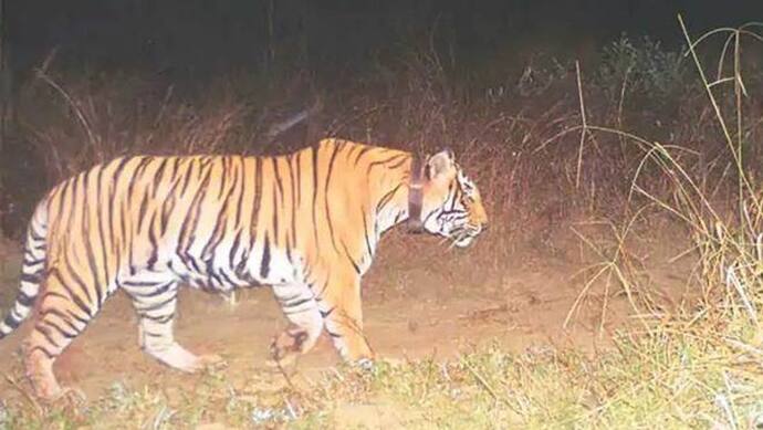 জঙ্গলে বাছুরের ক্ষতবিক্ষত দেহ, ফের বাঘের আতঙ্ক ঝাড়গ্রামে