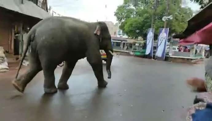 বন থেকে বেরিয়ে গ্রামে মদ্যপান হাতির, এলাকা জুড়ে হুলুস্থুল