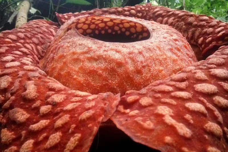 Worlds largest' flower spotted in Indonesia