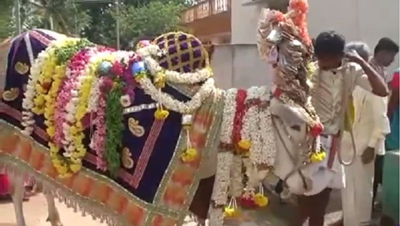 bull famous for its divine power in mandya