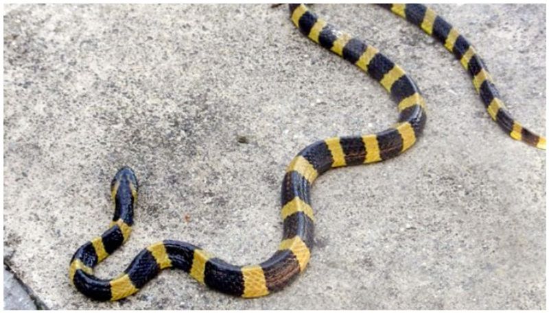 new snake at trivandrum zoo name banded krait