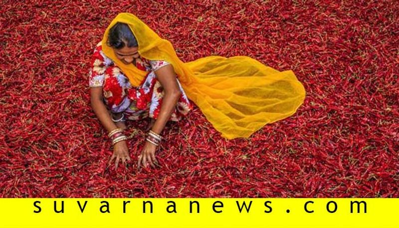 Red Chilli Price Crosses 30 thousand In Haveri Market