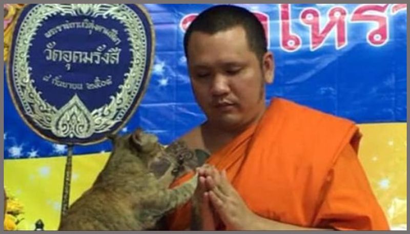 Cat vs chants Friendly feline tests Buddhist monk patience