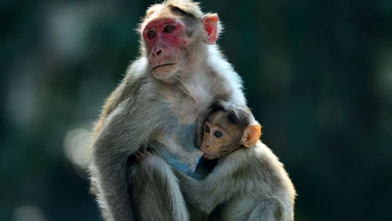 Woman Dies Of Monkey fever in Shivamogga