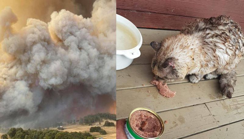 owner shares cat who survived Australian bush fire