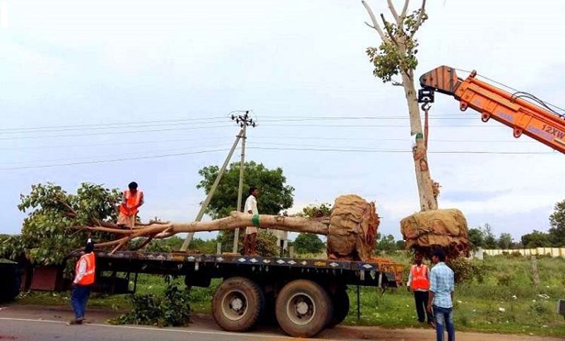 Adichunchanagiri Mutt to translocate more than 100 trees in mandya