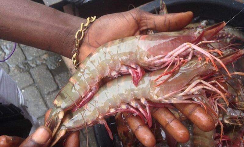 tiger Prawns from kerala reaches Virajpet mathsyabhavan