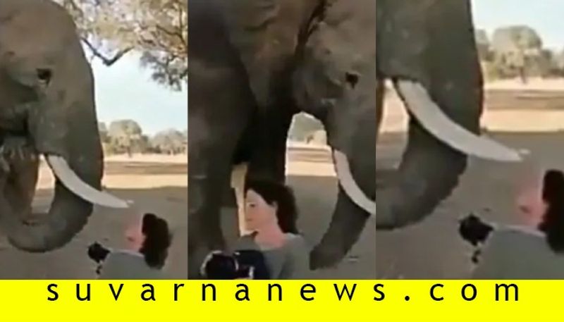 Elephant Gently moves woman who tries to get close up pic video goes viral