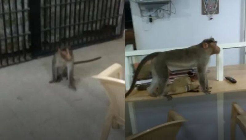 Chikkamagaluru Monkey Enters Into Tarikere Police Station Creates Ruckus