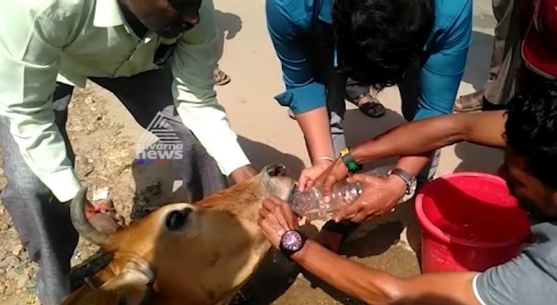 Cow rescued by public in chikkamagaluru video goes viral