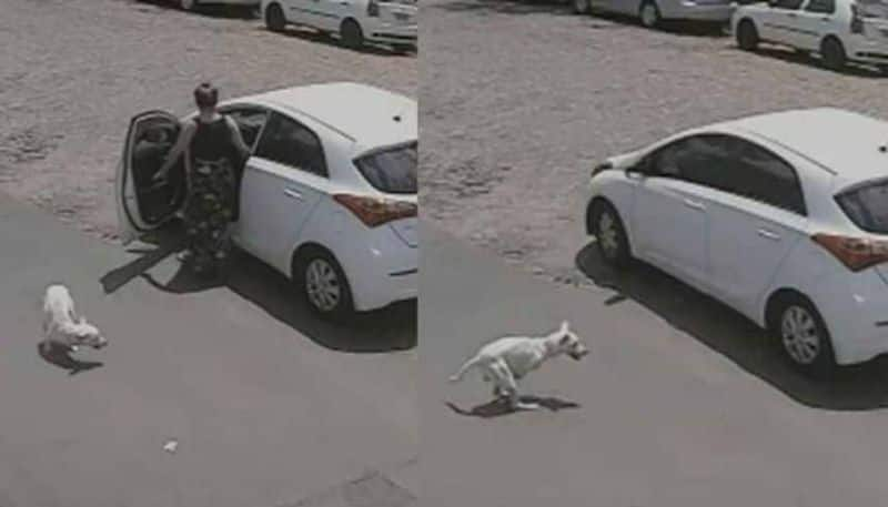 video goes viral  Woman Abandoning  Dog With physical disability in the Middle of the Road