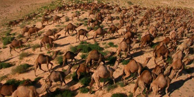 Australia plan to  kill 10 thousand camel in for water scarcity