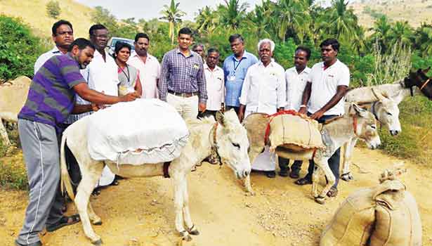 pongal gift items were carried by donkeys