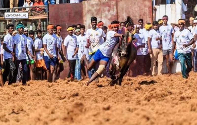 21 years should be completed to participate in jallikattu