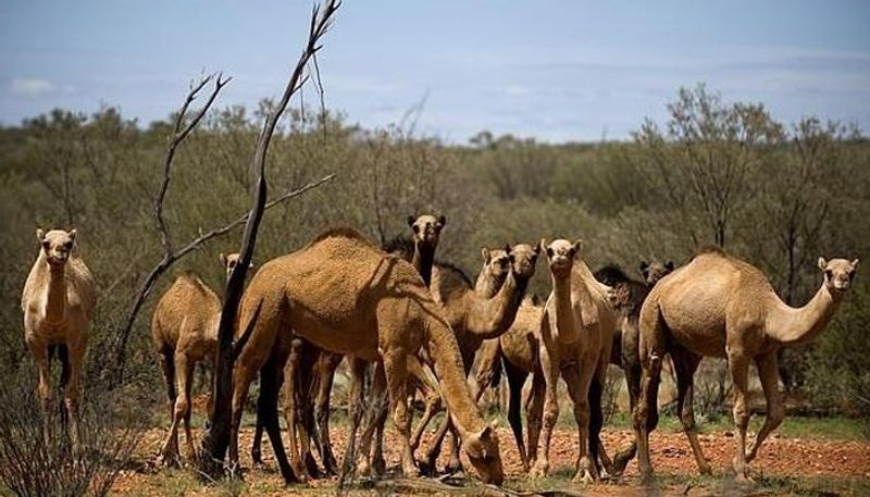 More than 10000 camels to be shot because they drink too much water to prevent bush fire