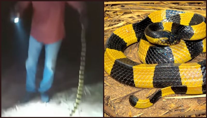 Rare Highly Venomous Banded Krait Caught